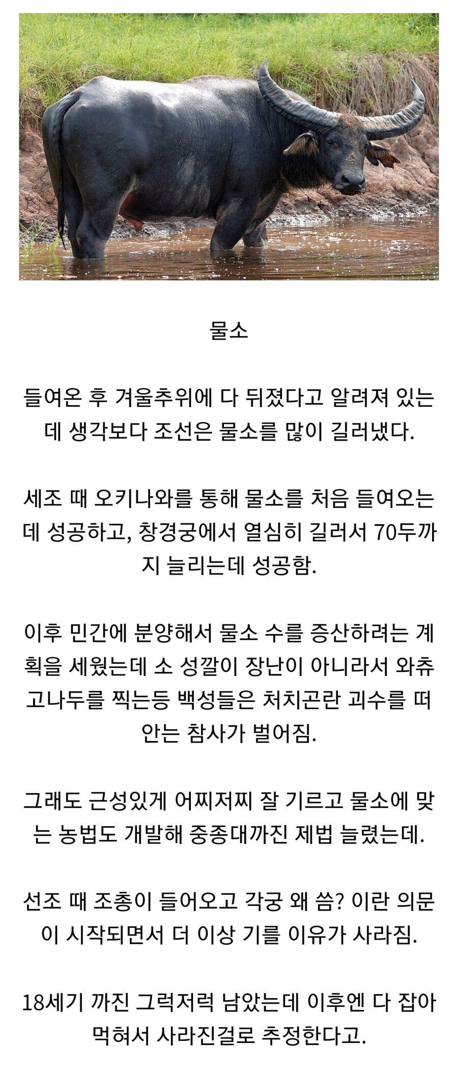 카이막의 왕국이 될 수도 있었던 한국.jpg