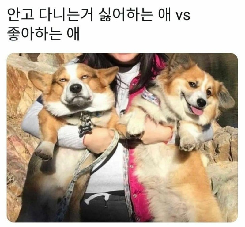 안고 다니는 거 싫어하는 애 vs 좋아하는 애.jpg