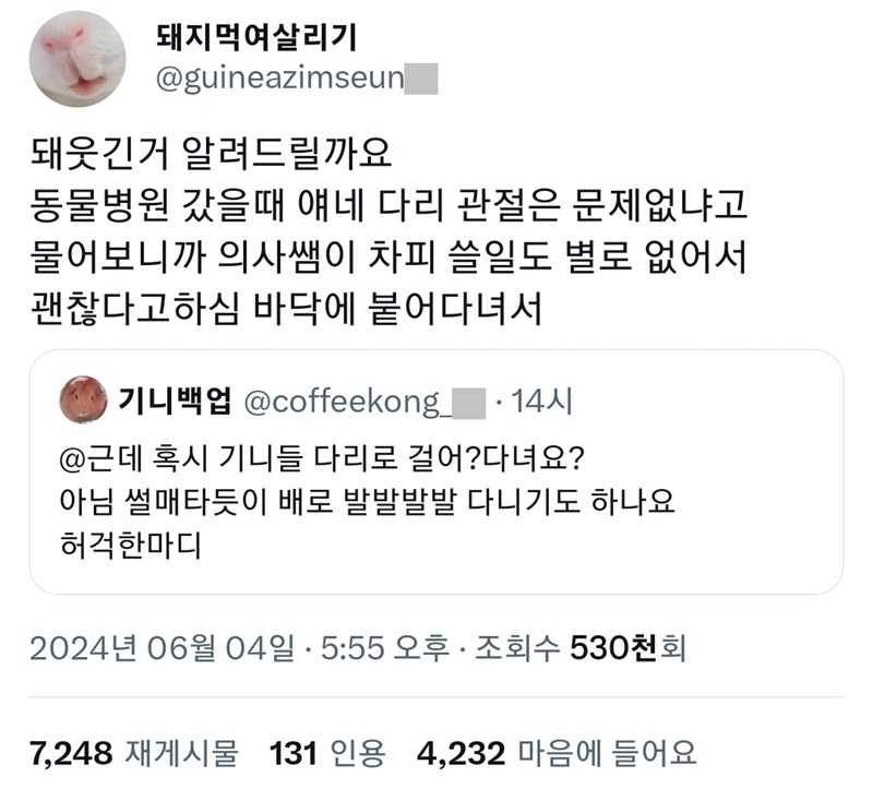 기니피그들은 다리가 아프진 않나요?.jpg