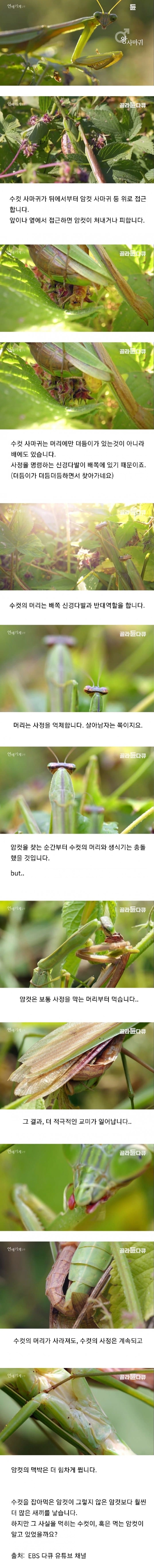 암컷사마귀가 교배할때 수컷사마귀 머리부터 먹는 이유.jpg