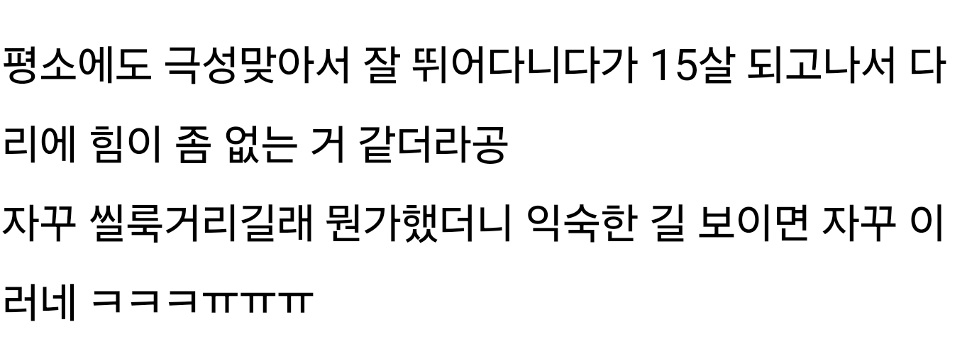 노견 산책땜에 댕카 샀는데 댕카에서 걸어다녀 ㅜㅠ