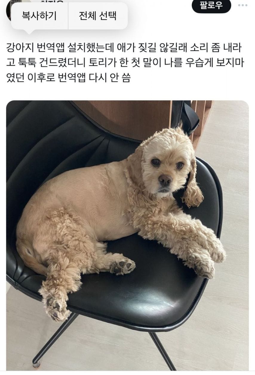 강아지 번역기 다시는 안 쓰는 이유.jpg