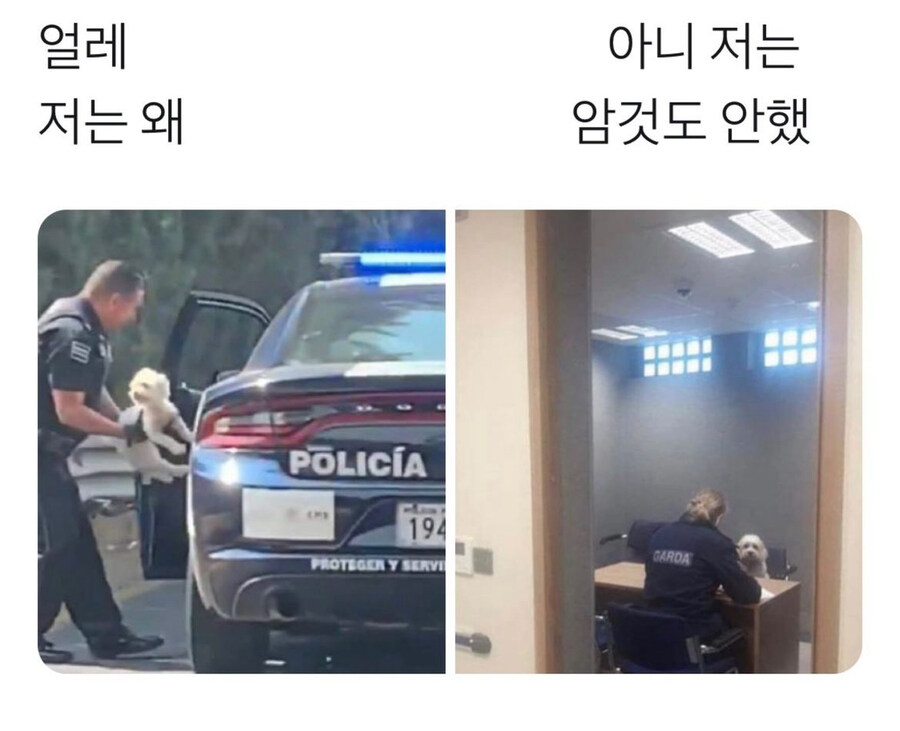 저는 왜 잡아 가나요