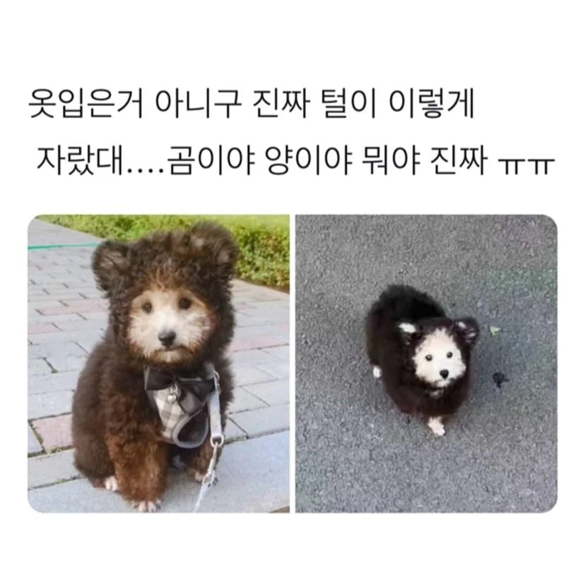 왜 다들 웃는건지 못마땅한 강아지