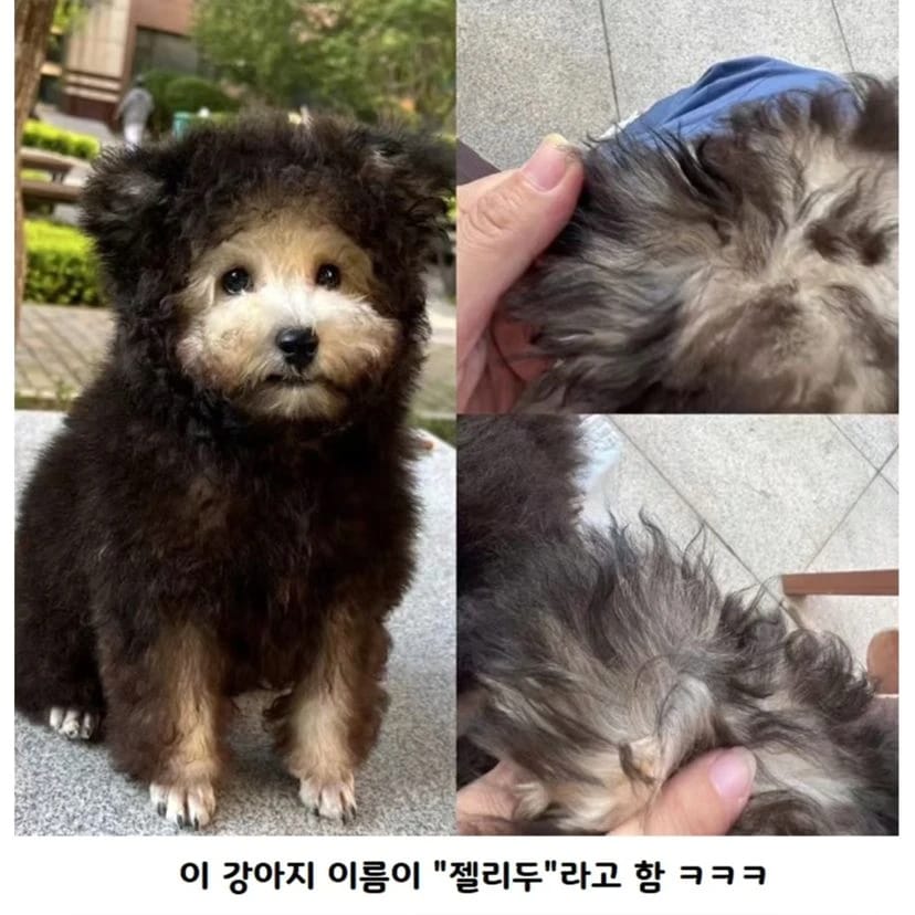 왜 다들 웃는건지 못마땅한 강아지