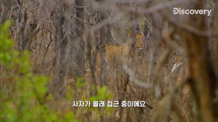 다큐멘터리 감독이 사자가 근처에 나타났을때 대처법