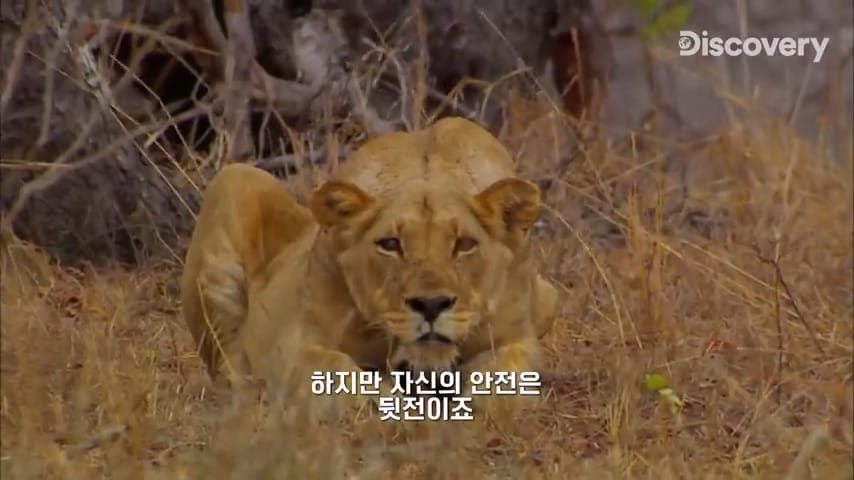 다큐멘터리 감독이 사자가 근처에 나타났을때 대처법