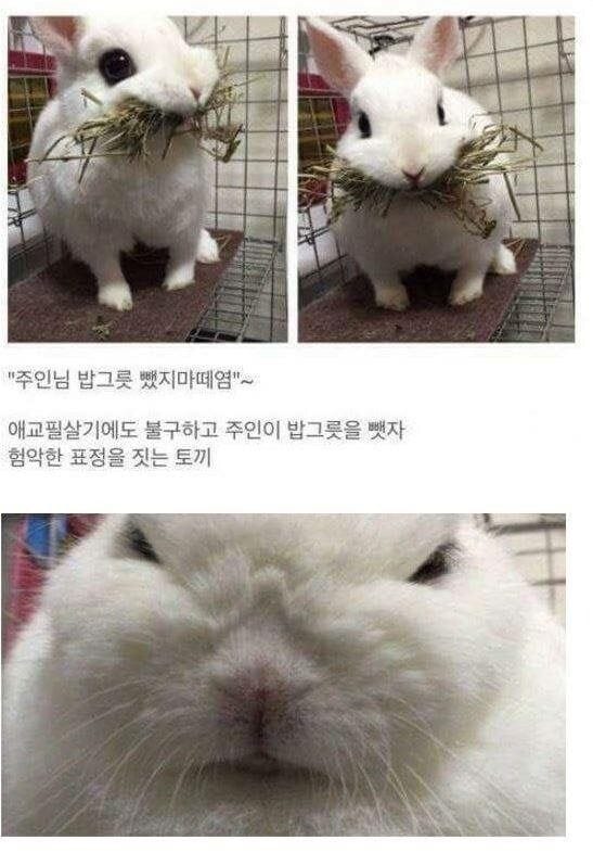 집사에게 밥그릇을 빼앗기자 험상궂은 표정을 짓는 토끼.jpg