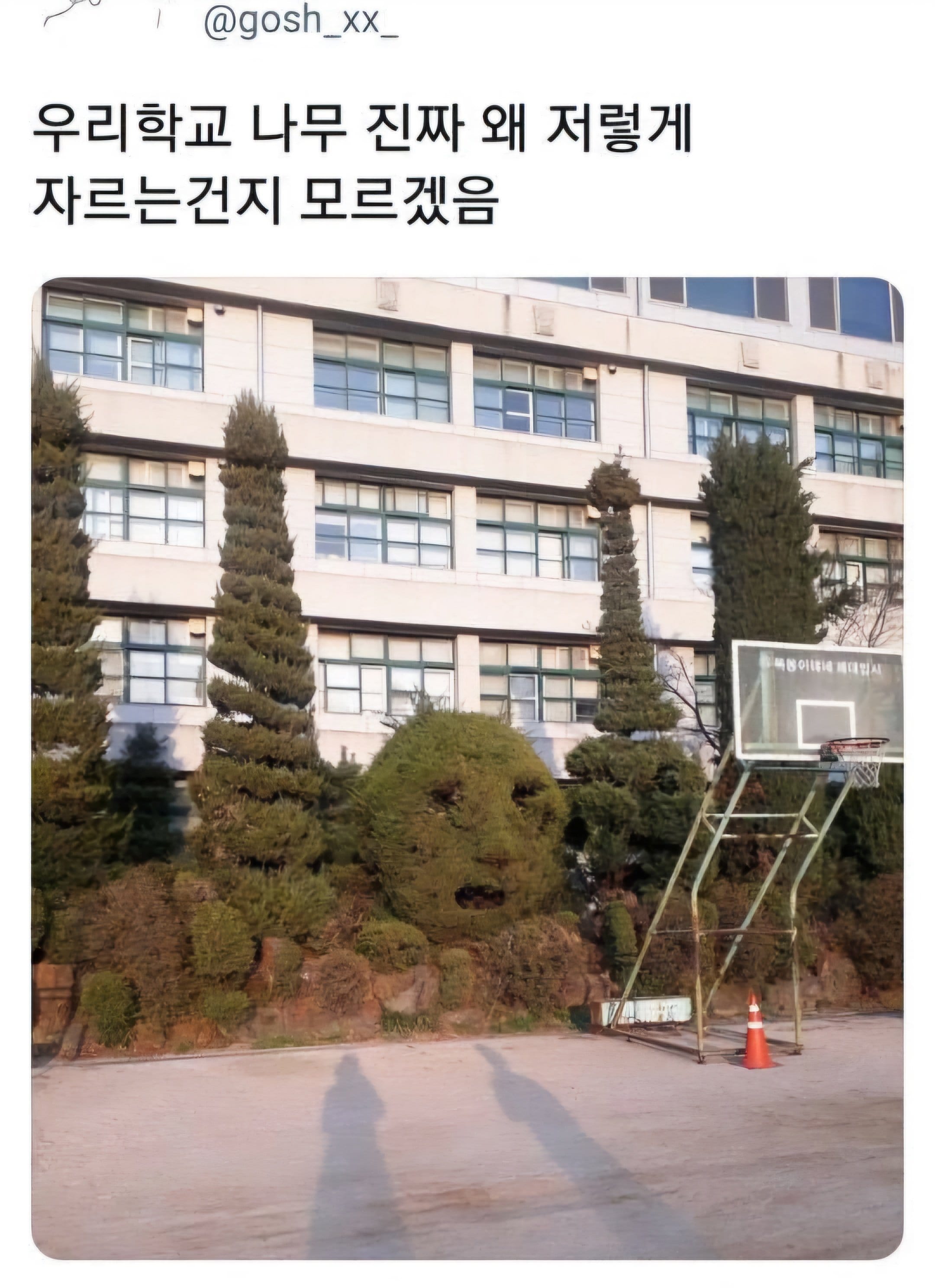 우리학교 나무 진짜 왜 저렇게 자르는건지 모르겠음