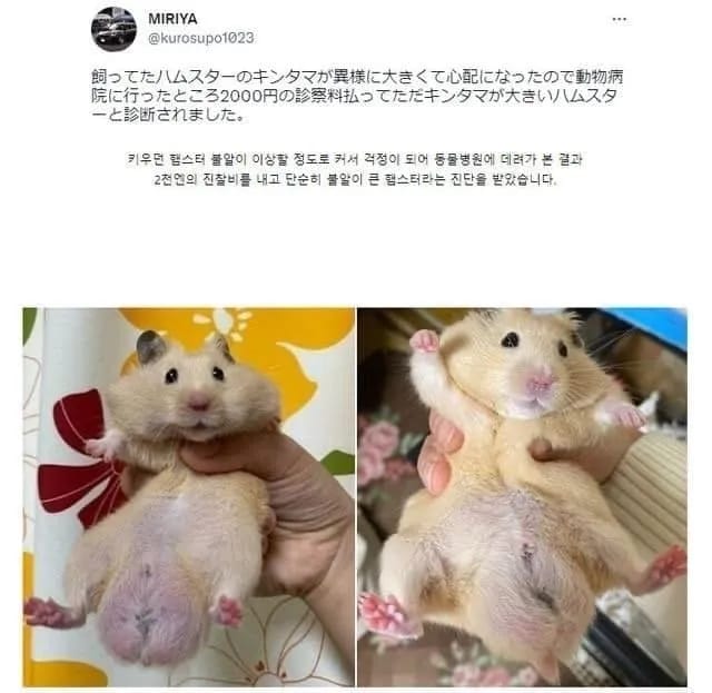 햄스터 불알이 너무 커서 동물병원 데려갔더니