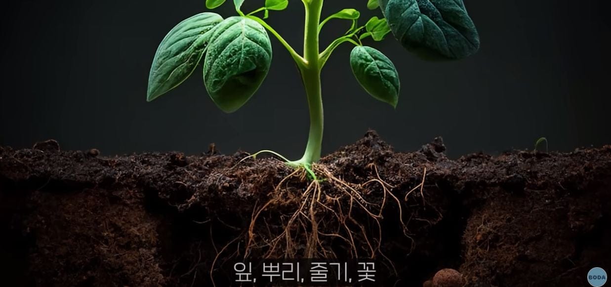 식물도 암에 걸린다고요?