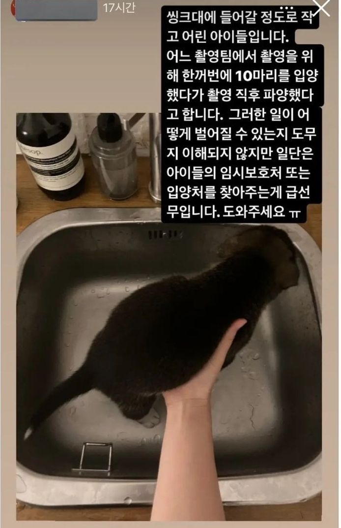 강아지 10마리 한꺼번에 입양하고 파양한 어느 촬영팀.jpg