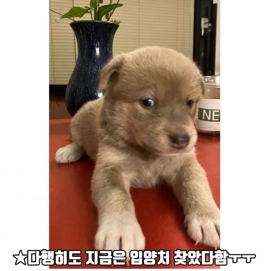 강아지 10마리 한꺼번에 입양하고 파양한 어느 촬영팀.jpg