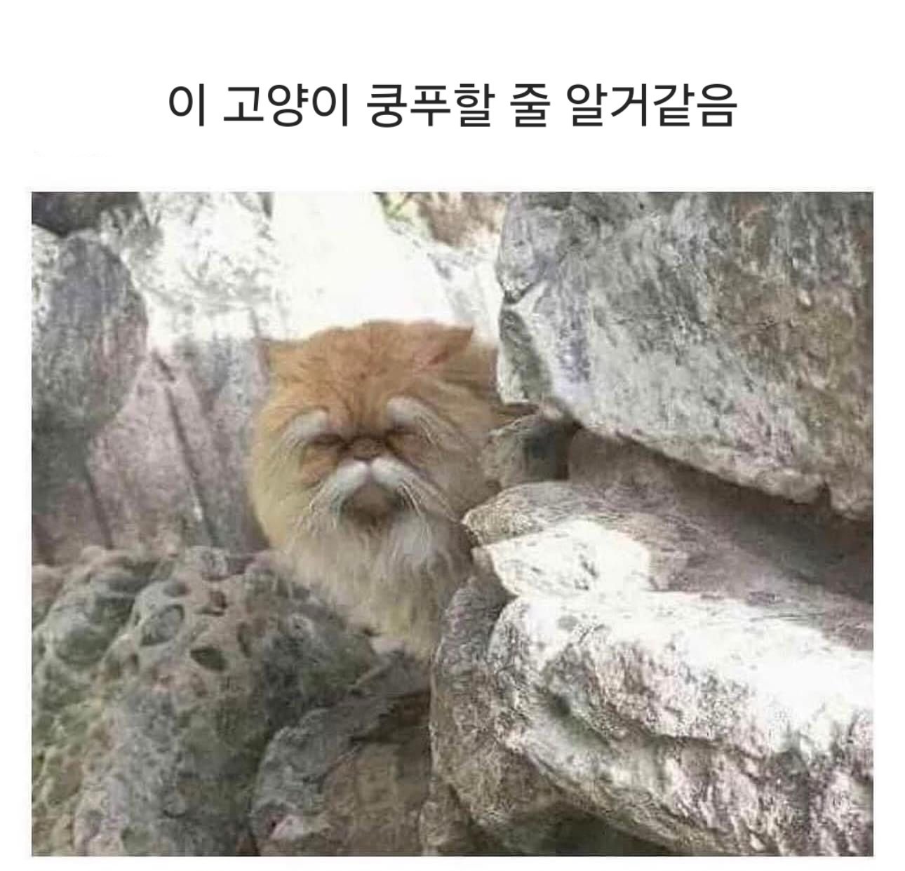 외국 밈 번역 모음