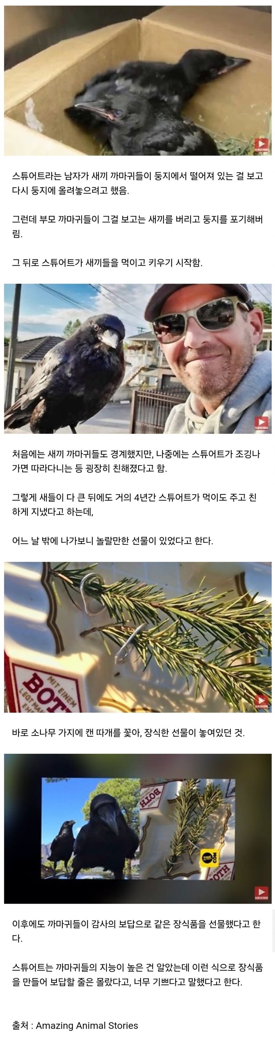 자신을 치료하고 먹이를 준 남자에게 보답한 까마귀