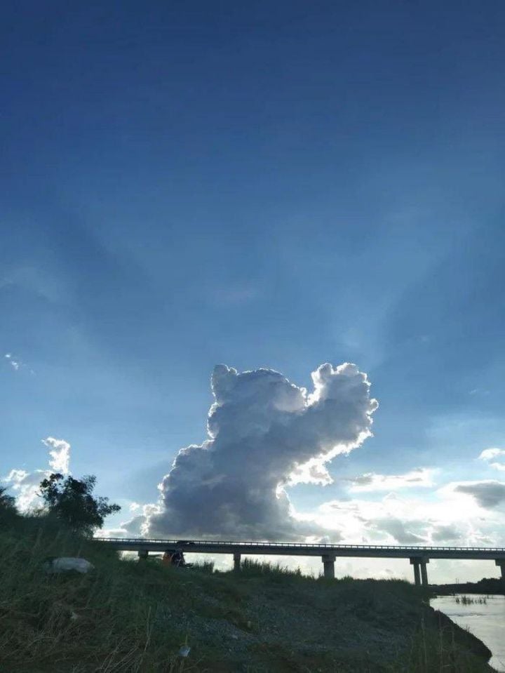 엄지척 고양이 구름 사진 볼래?