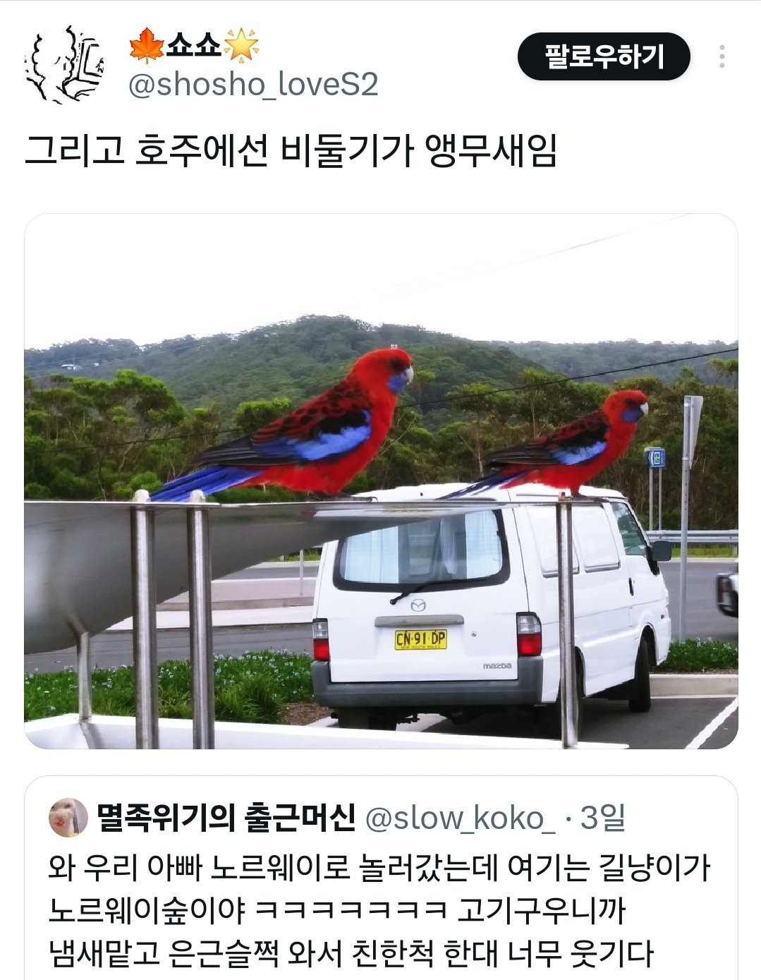 와! 노르웨이 길냥이는 노르웨이숲고양이야!