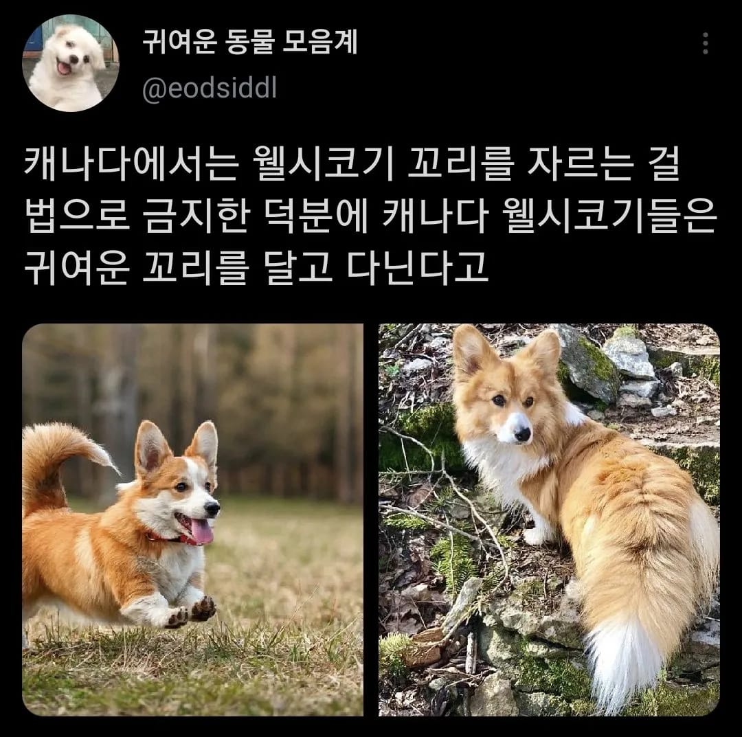 보더콜리의 비밀