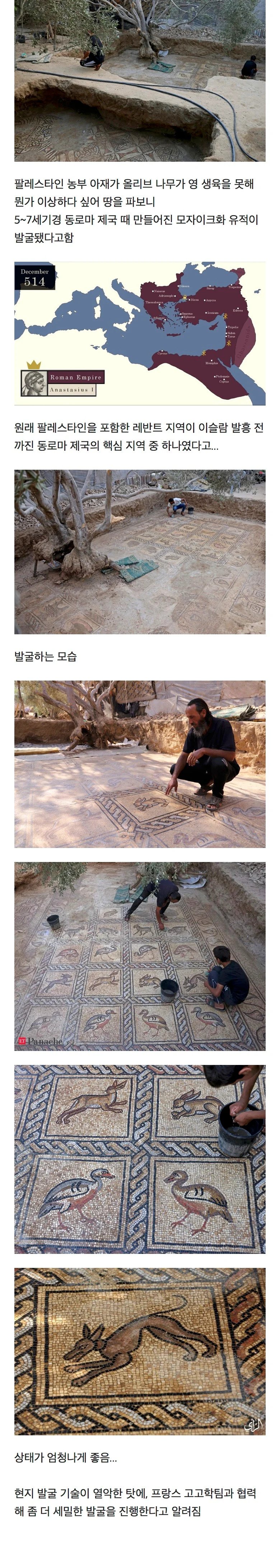 나무가 시들거리는게 이상해서 땅을 파본 결과