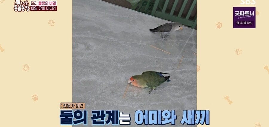 처녀수태로 태어난 예수앵무