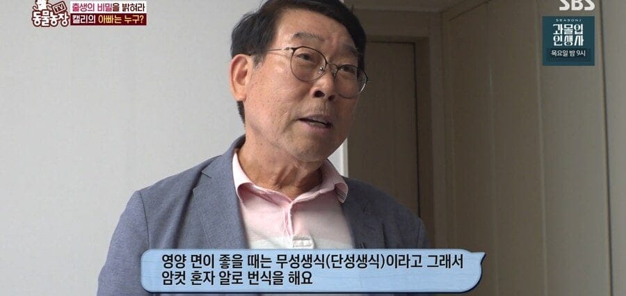 처녀수태로 태어난 예수앵무