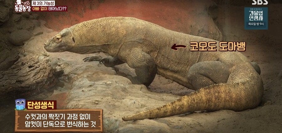 처녀수태로 태어난 예수앵무