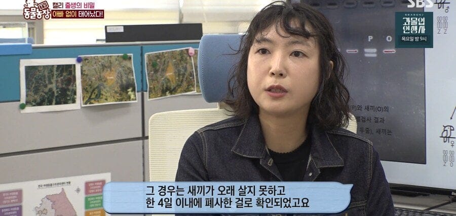 처녀수태로 태어난 예수앵무