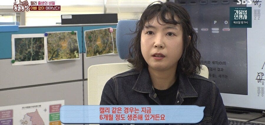 처녀수태로 태어난 예수앵무