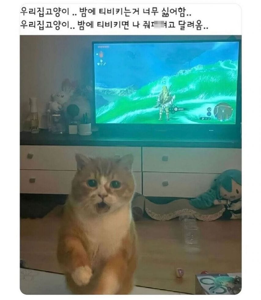 등화관제 고양이.jpg