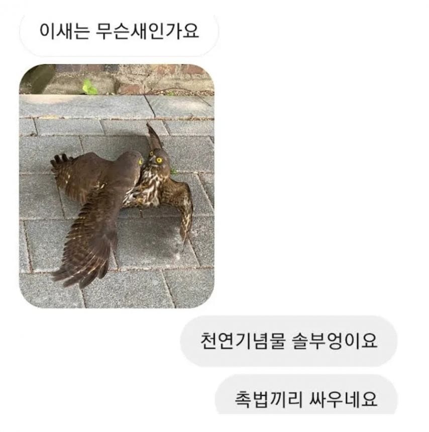 촉법끼리 싸움.