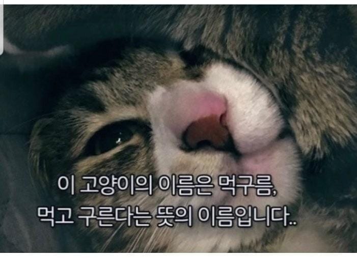 고양이 이름이 먹구름인 이유