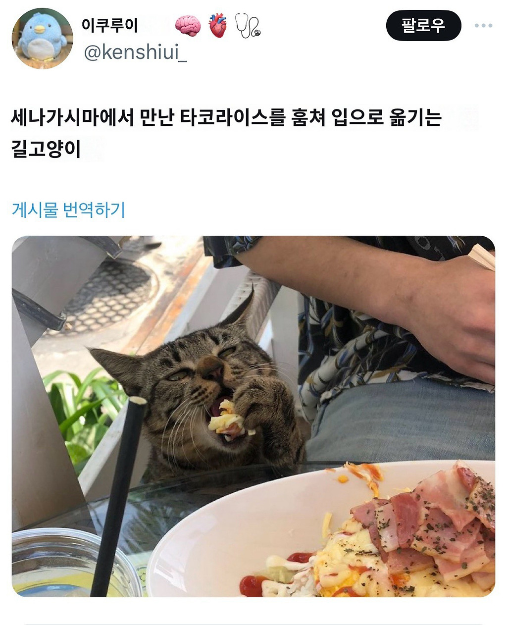 오키나와에서 만난 타코라이스를 훔쳐먹는 길고양이 🐱