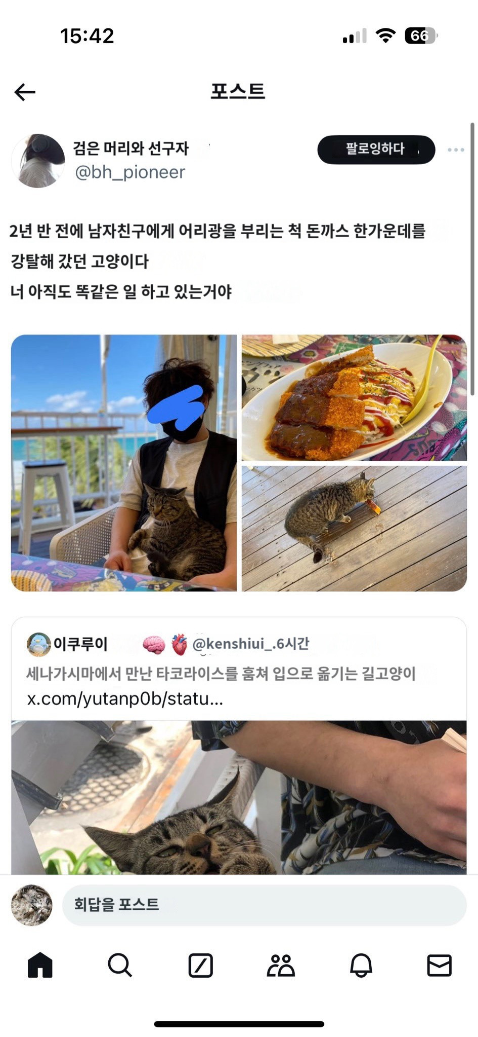 오키나와에서 만난 타코라이스를 훔쳐먹는 길고양이 🐱