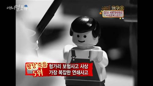 헝가리 역사상 가장 복잡한 보험사고