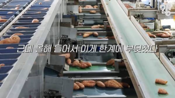 스압) 1000원 빵🍞집이 계속 사라지는 이유