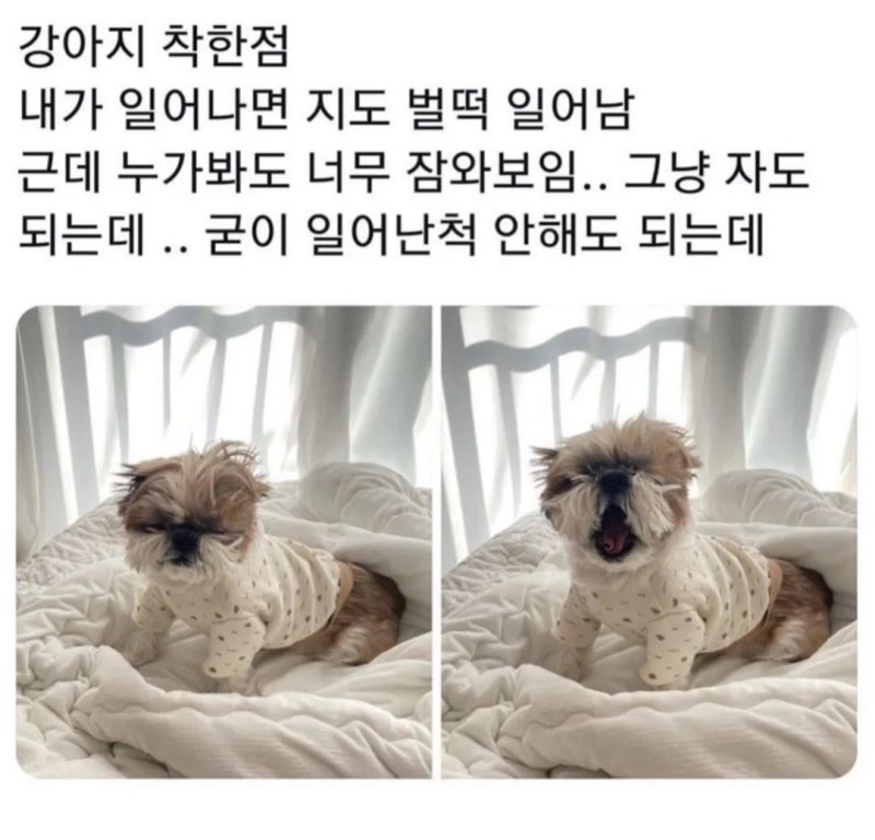 댕댕이의 착한점