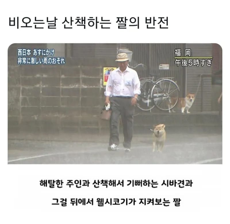 비오는 날 산책하는 짤의 반전