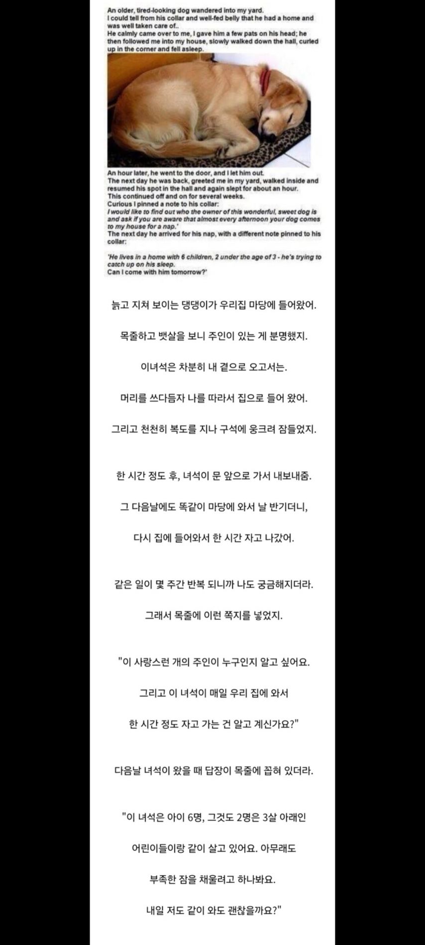 늙고 지쳐보이는 댕댕이가 우리집에 왔다.jpg