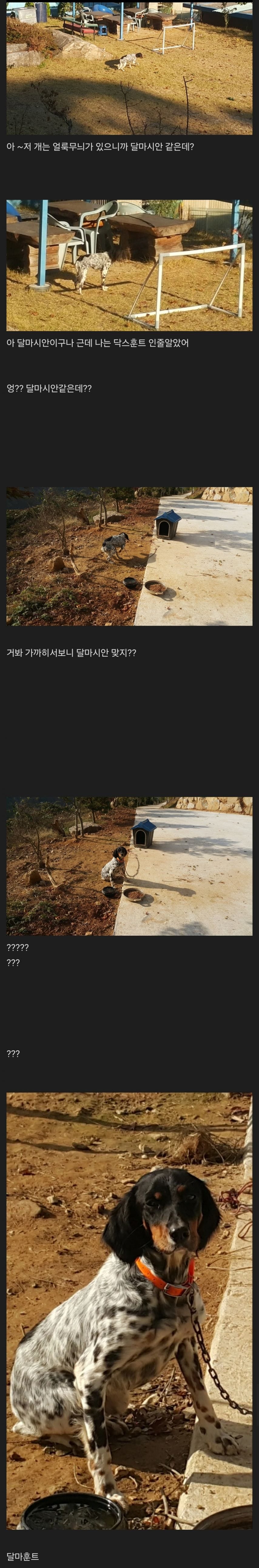 오빠 저 개는 무슨 무슨 개야~~?