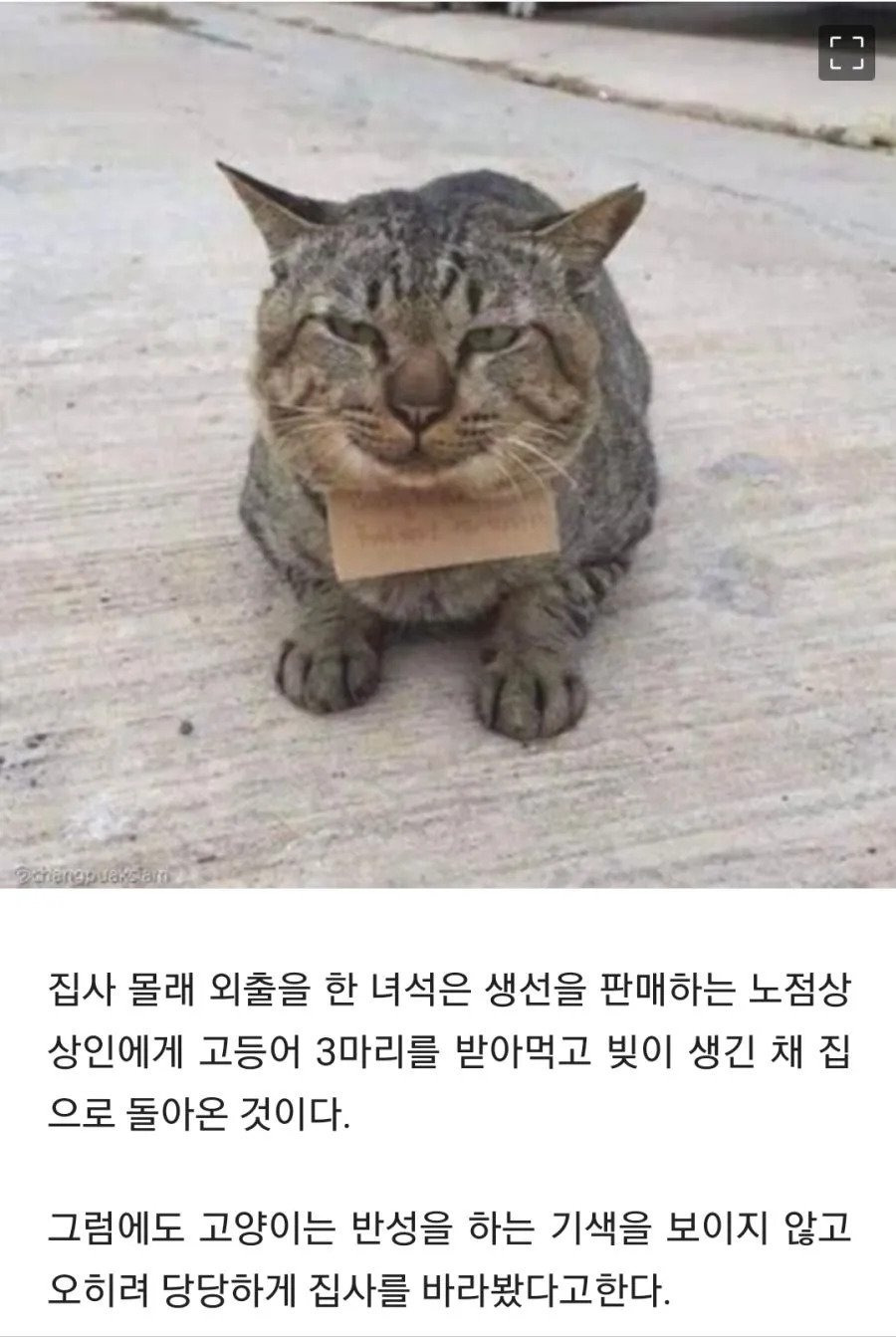 가출했다가 빚지고 돌아온 고양이