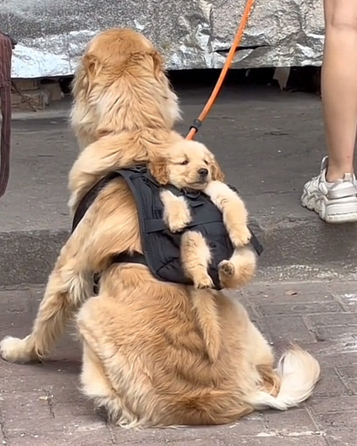 배낭인 줄 알았는데