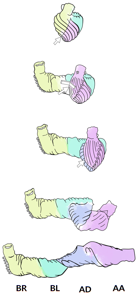 약혐) 신기한 심장의 구조