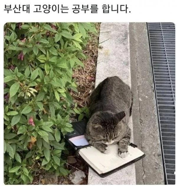 전국대학교 고양이 자랑대회.jpg