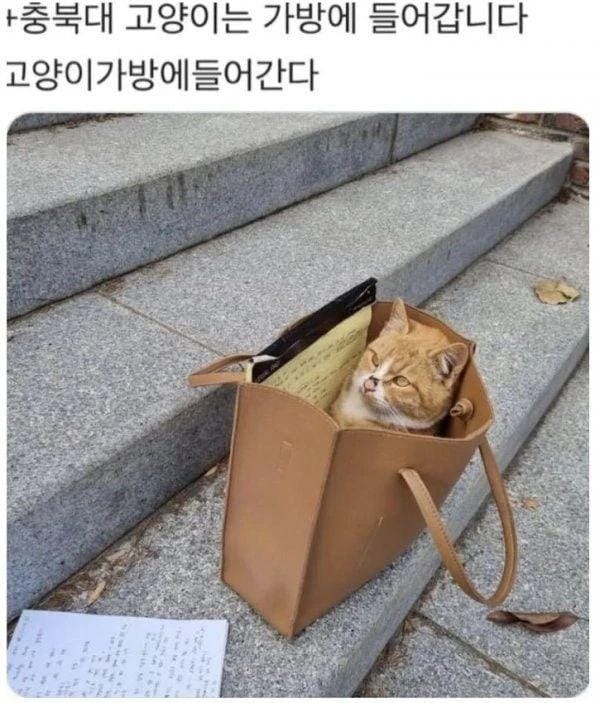 전국대학교 고양이 자랑대회.jpg