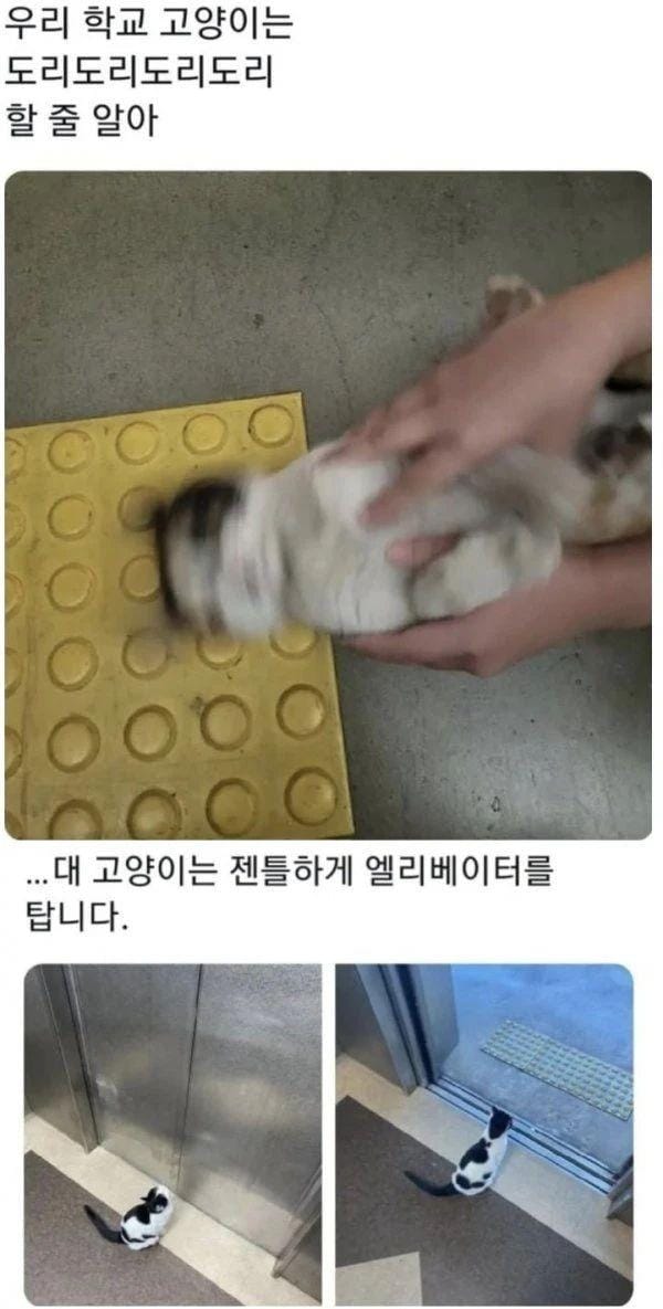 전국대학교 고양이 자랑대회.jpg