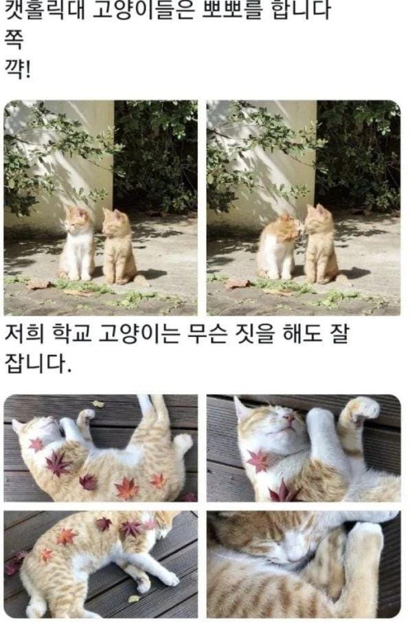 전국대학교 고양이 자랑대회.jpg