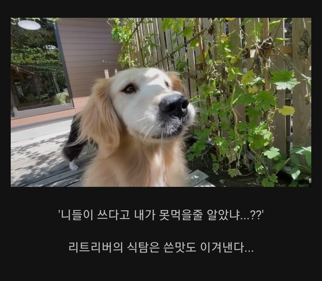 식탐많은 개에게 엄청 쓴 음식 먹여보기