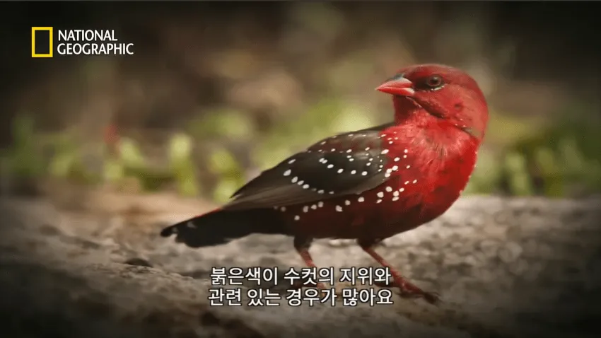 빨간색 옷을 입어야하는 이유