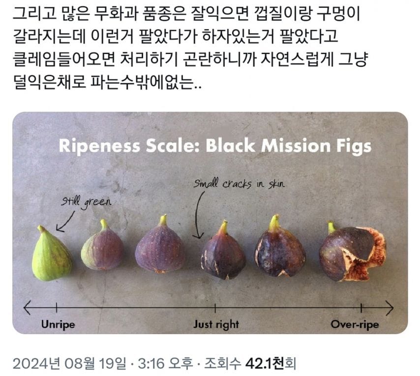 진짜 존맛인 무화과를 먹으려면 전남으로 사람이 내려가야함