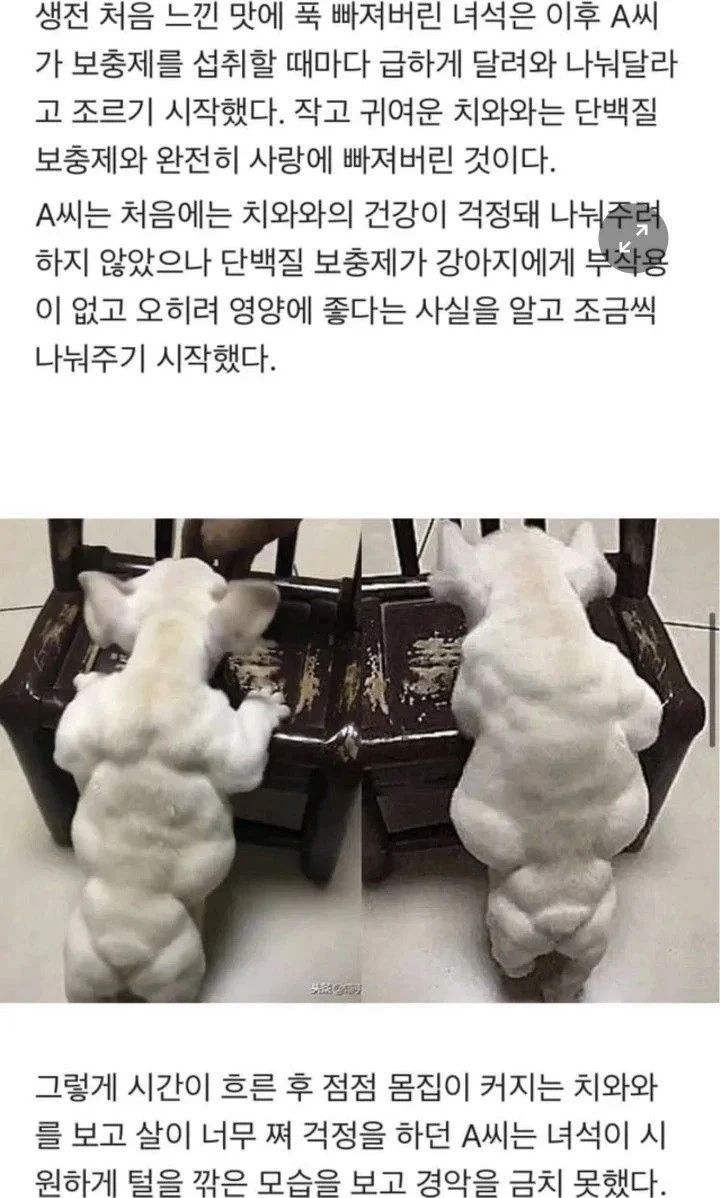 단백질 보충제에 맛 들려버린 치와와